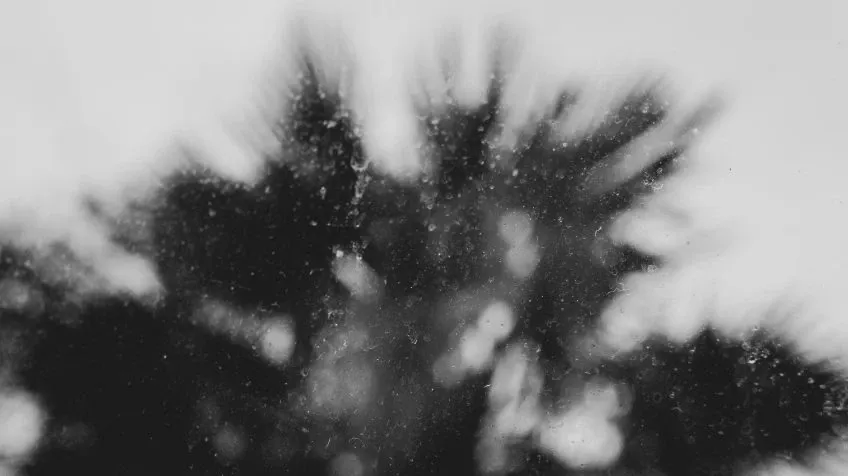 A Temporary Quiet – Photo Fringe 2020