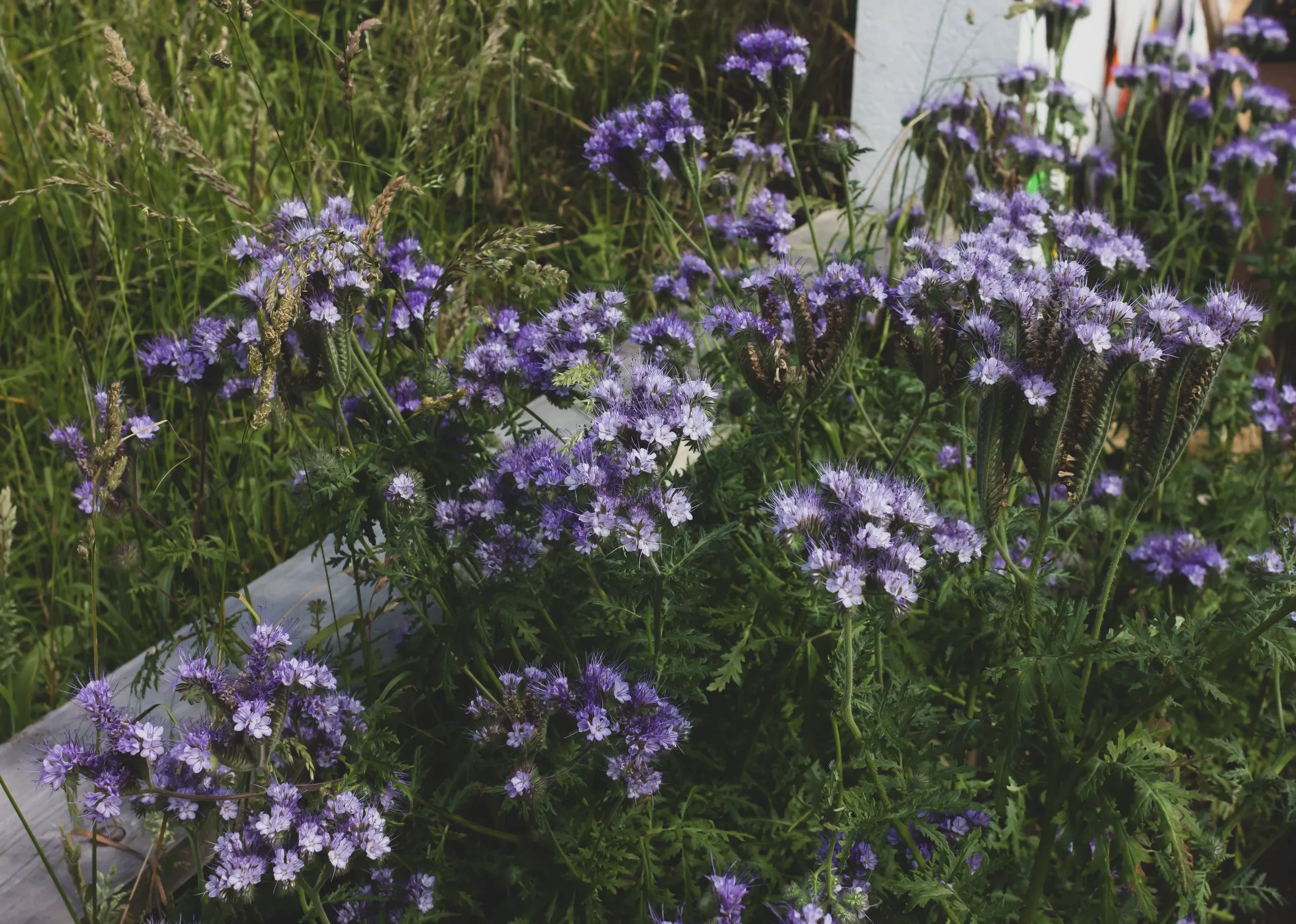 Wellsbourne Community Garden Exhibition